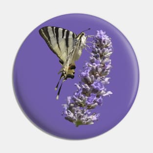 Side View Of Scarce Swallowtail Butterfly Feeding On Lilac Pin