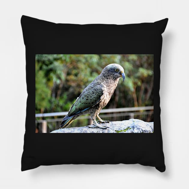 Nouvelle Zélande -  Milford Sound, perroquet kea Pillow by franck380