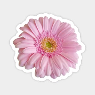 Pink Gerbera for Mom on Mothers Day Magnet