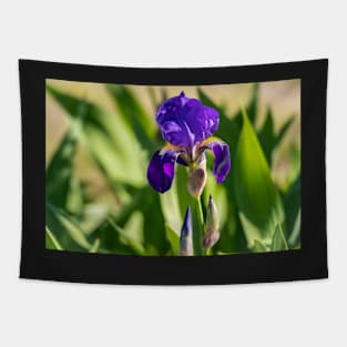 Purple Bearded Beauty Tapestry