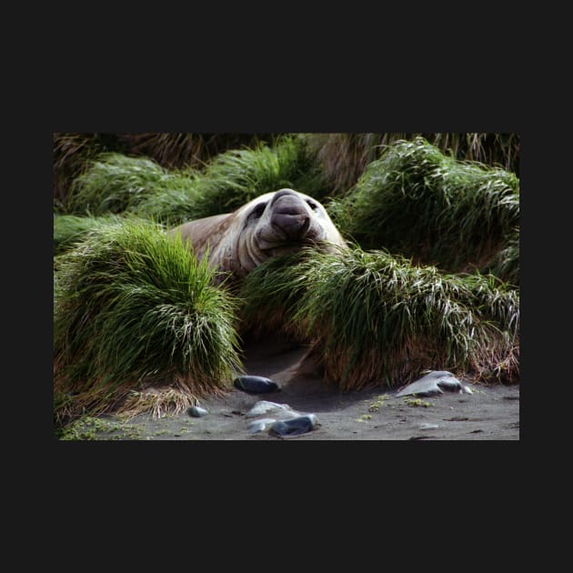 Southern Elephant Seal in the Tussock Grass, Macquarie Island by Carole-Anne