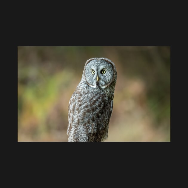 Great Grey Owl Portrait by JeffreySchwartz