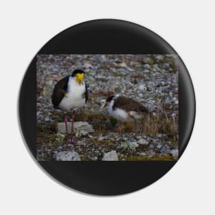 The Masked Lapwing Pin