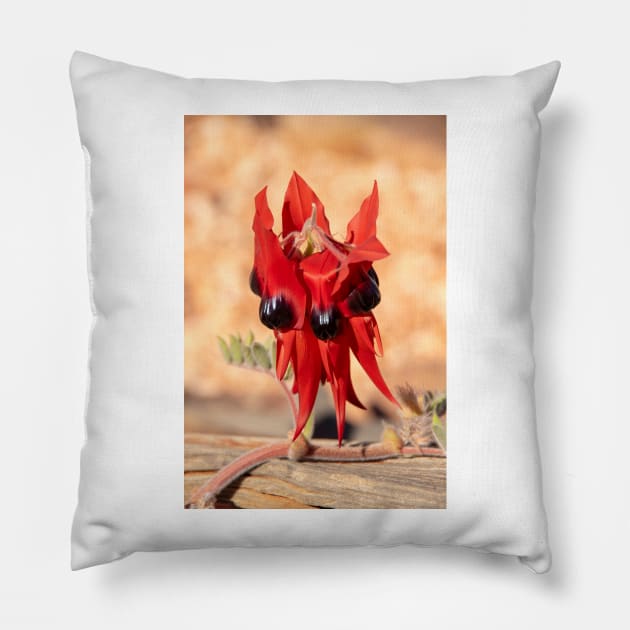 Sturt's Desert Pea, Australian Wildflower Pillow by AndrewGoodall