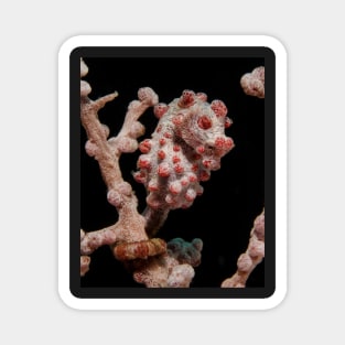A Pygmy Seahorse in Indonesia Magnet