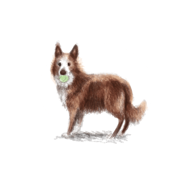 Collie Dog Kids T-Shirt by Elspeth Rose Design