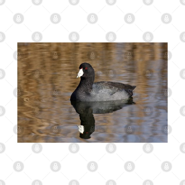 American Coot by Jim Cumming