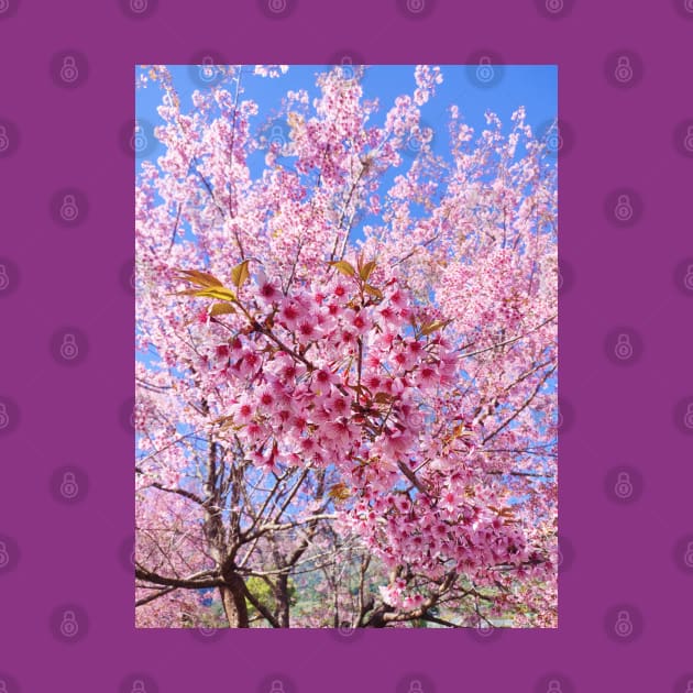 Beautiful pink flowers by PPphatsorn