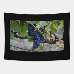 I saw it on the Grape Vine Tapestry