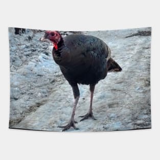 Curious Turkey Tapestry