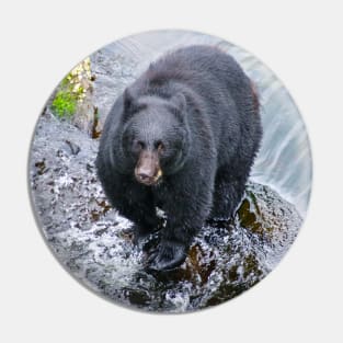 Black Bear in the River Pin