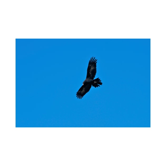 Wedge Tailed Eagle in flight by GP1746