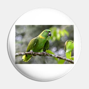 Green-naped Parrot - Costa Rica Pin