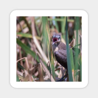 Young Great Tailed Grackle Calling for Food Magnet