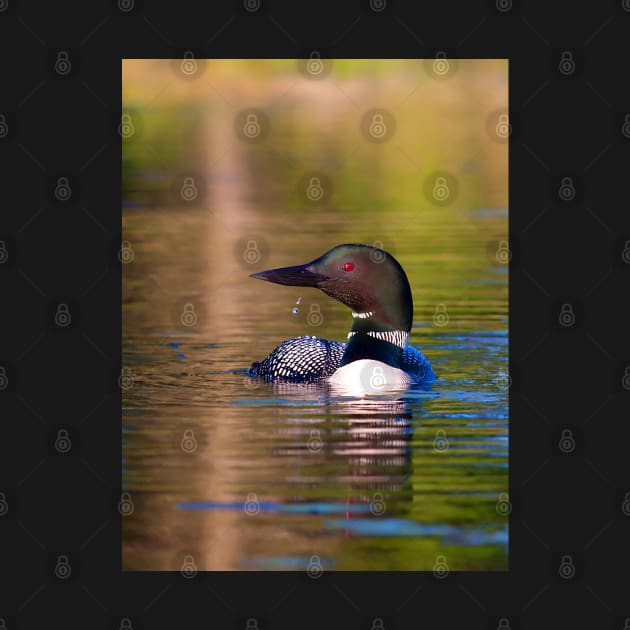 Common Loon by Jim Cumming