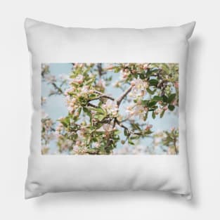 Pastel Pink Apple Blossoms and Blue Sky Pillow