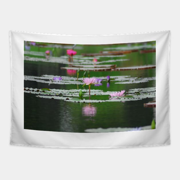 Water lilies in reflection Tapestry by elisewied