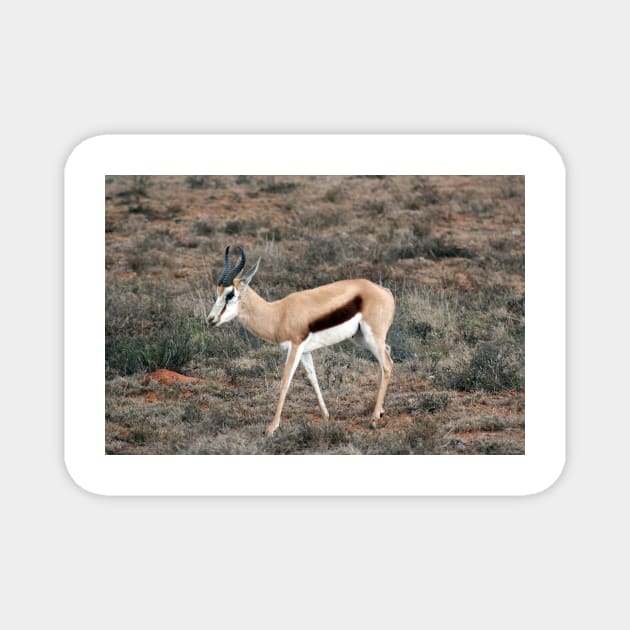 Springbok in South Africa Magnet by HazelWright