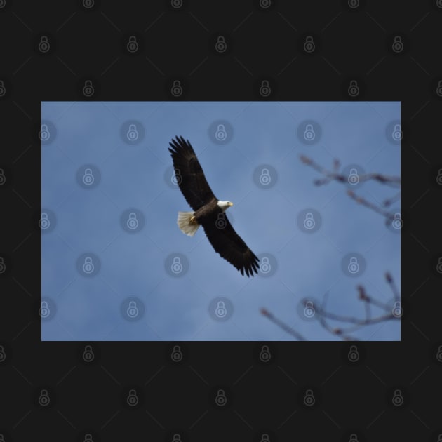 Flying Bald Eagle by MarieDarcy