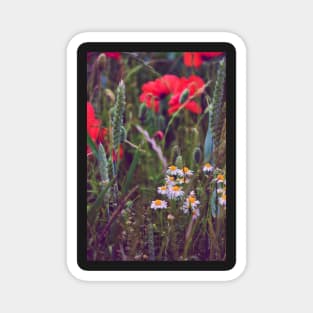 Wild Daisies Magnet