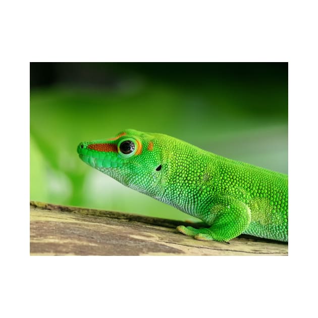 Day Geckos by kawaii_shop