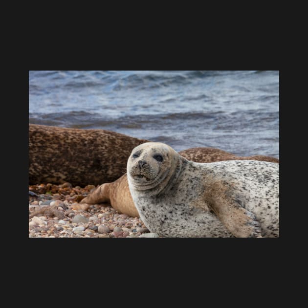 A common seal at Portgordon Scotland - 3 by dianecmcac