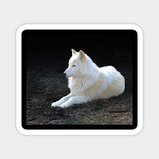 White wolf Magnet