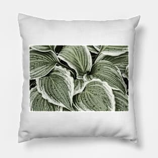 Hosta Leaves In The Rain 6 Pillow