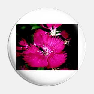 dark pink flower by shanmaree Pin