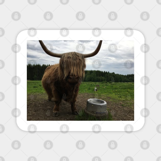 Scottish Highland Cattle Cow and Cat 2411 Magnet by SaarelaHighland