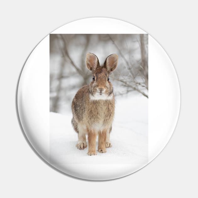 Eastern Cottontail Rabbit Pin by Jim Cumming