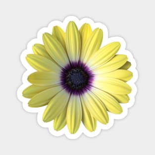 Yellow and Purple Daisy Photo Magnet