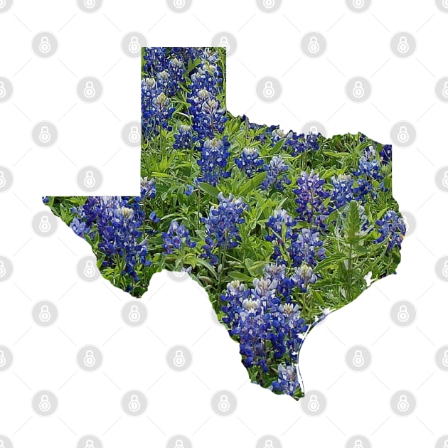 Pretty Bluebonnets Blooming in Texas Hillcountry Fields by Star58