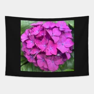 The Riotous Splendor of the Luscious Pink Hydrangea Tapestry