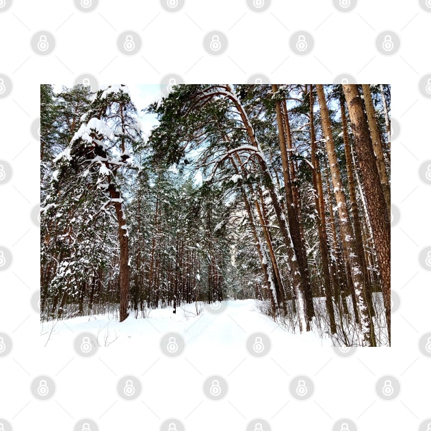 View at the Striginsky Bor Forest Park in Nizhny Novgorod and its pine trees by KristinaDrozd