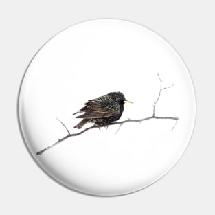 Hello Starling Pin