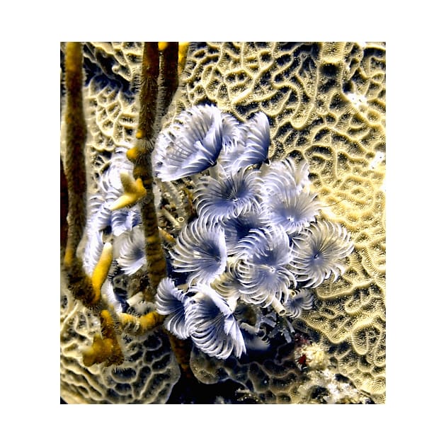 Underwater Feather Flowers by Scubagirlamy