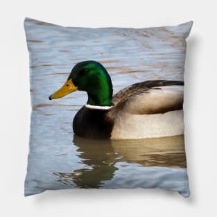 A Male Mallard Duck Swimming Pillow