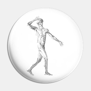 Vintage Human Anatomy Science, Muscles of the Male Body Pin