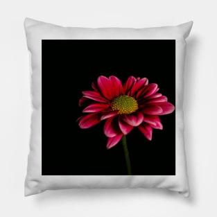 Daisy on Black Pillow