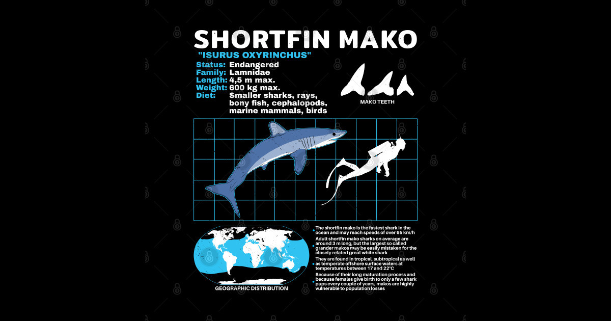 Shortfin Mako Shark Fact Sheet Mako Shark Fact Sheet Posters and