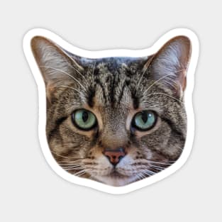Tabby Cat Lover Brown Tabby Cat Owner Tabby Cat Mom Magnet