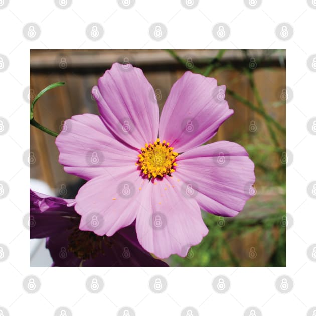 Pink Cosmos Flower by Rosey Elisabeth