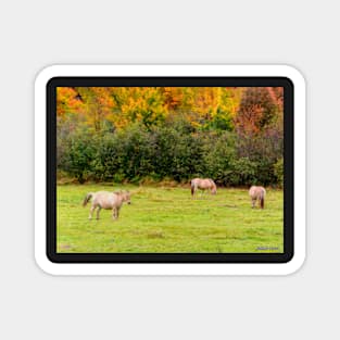 Horses Enjoying a Beautiful Autumn Day Magnet