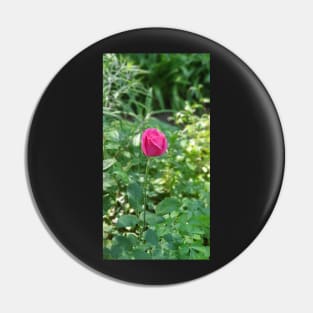 Hot Pink Rosebud Pin