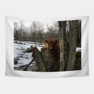 Scottish Highland Cattle Cow 2246 Tapestry