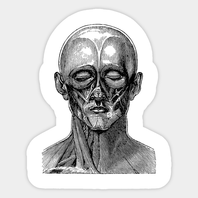 Diagram of the muscles of the human face