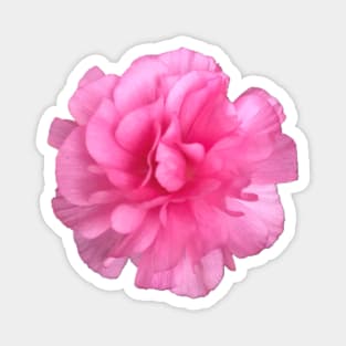 Pink Ranunculus Close-up Pic Magnet