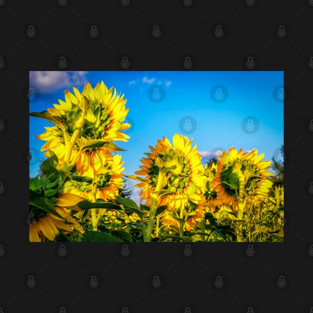 Sunflowers 4 by Robert Alsop