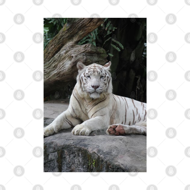 White Tiger 3 by LeanneAllen